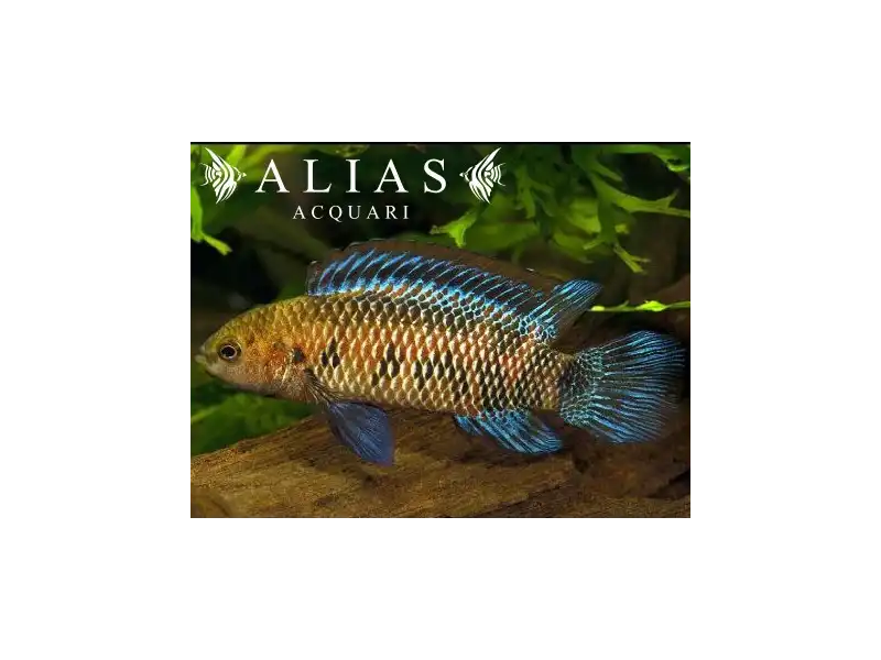 Badis Badis