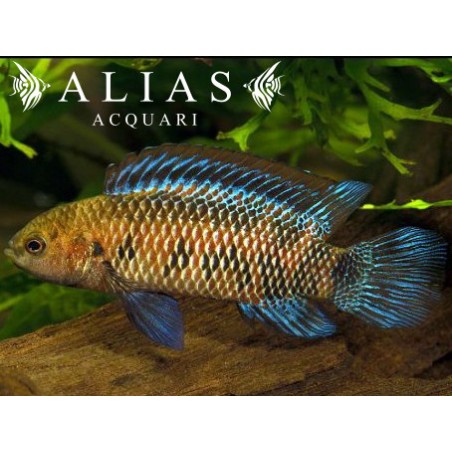 Badis Badis