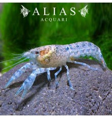 Cambarellus Patzcuarensis blue