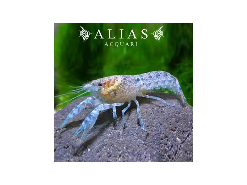 Cambarellus Patzcuarensis blue