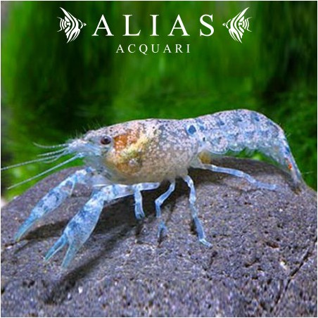 Cambarellus Patzcuarensis blue