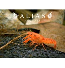 Cambarellus Patzcuarensis orange