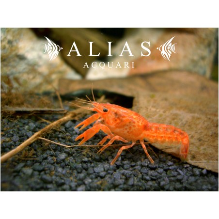 Cambarellus Patzcuarensis orange
