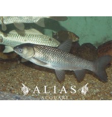 Ctenophanyngodon idella