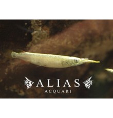 Dermogenys pusillus white