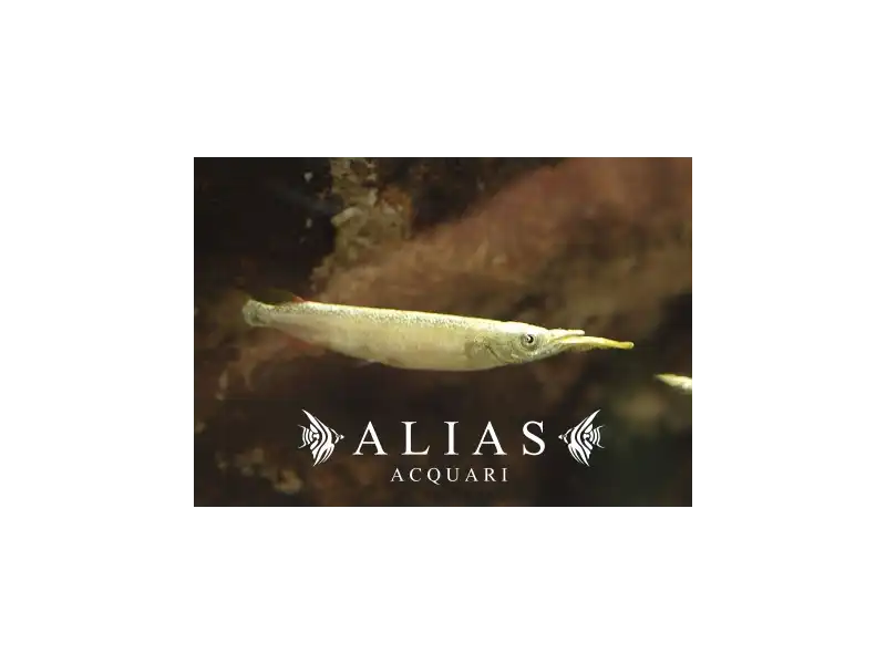 Dermogenys pusillus white