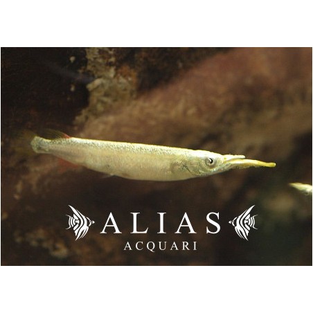 Dermogenys pusillus white