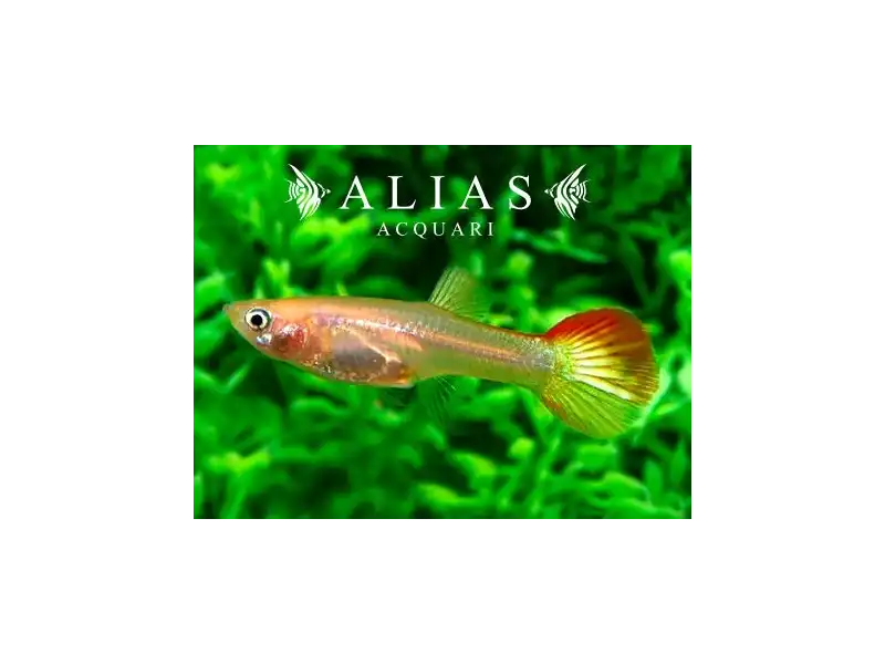 Guppy femmina Flame