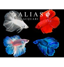 Betta splendens male Double Tail Mix