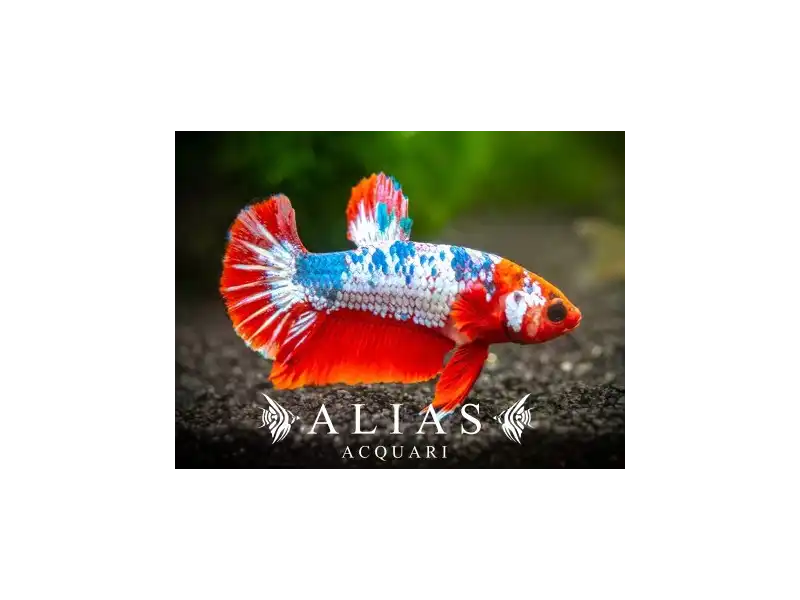 Betta splendens male Plakat