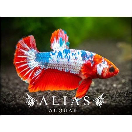 Betta splendens male Plakat