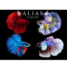 Betta splendens male super delta mix