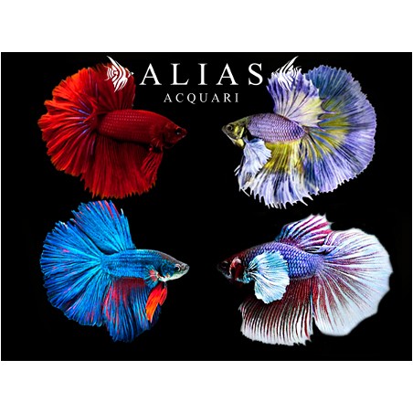 Betta splendens male super delta mix
