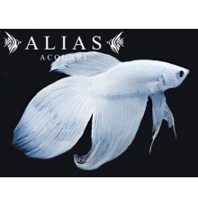 Betta splendens male Veiltail white