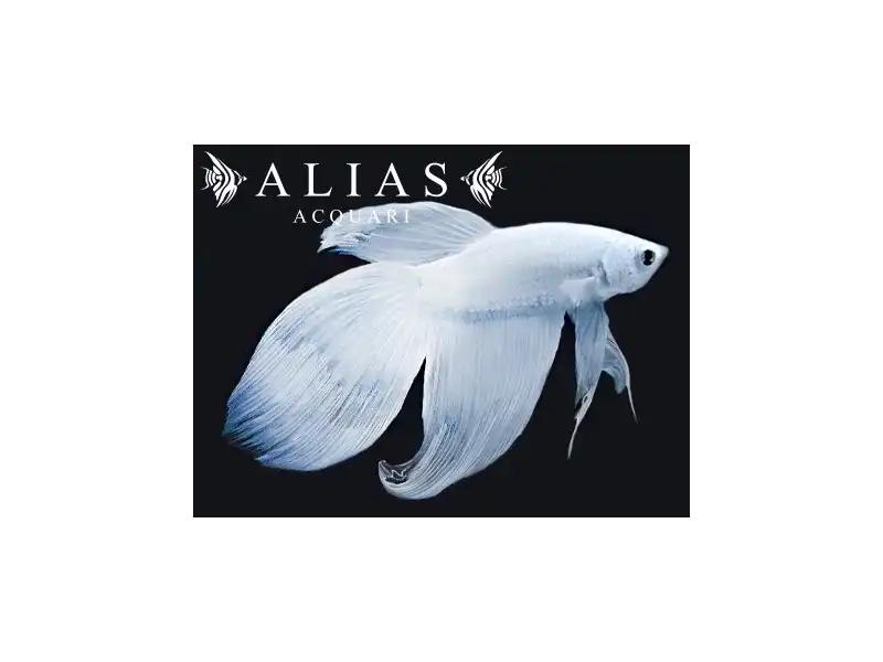Betta splendens male Veiltail white