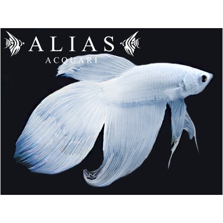 Betta splendens male Veiltail white