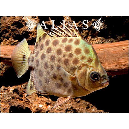 Scatophagus Argus