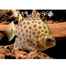 Scatophagus argus 4 cm | Pesce ornamentale pacifico | Alias Acquari