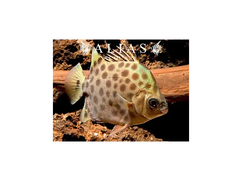 Scatophagus argus 4 cm | Pesce ornamentale pacifico | Alias Acquari