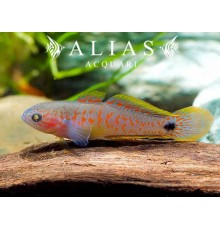 Tateurndina Ocellicauda
