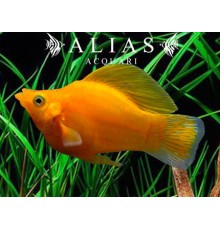Poecilia latipinna ballon molly gold