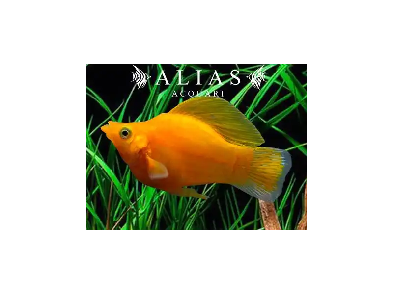 Poecilia latipinna ballon molly gold