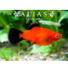 Xiphophorus maculatus red wagteil