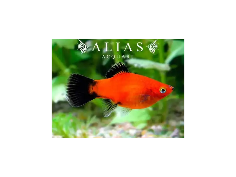 Xiphophorus maculatus red wagteil