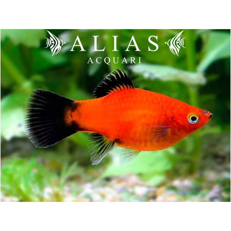 Xiphophorus maculatus red wagteil