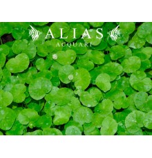 Hydrocotyle leucocephala