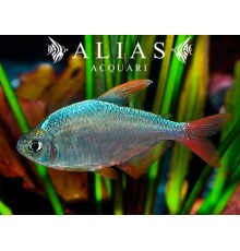 Hyphessobrycon Ecuadoriensis