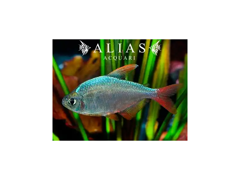 Hyphessobrycon Ecuadoriensis