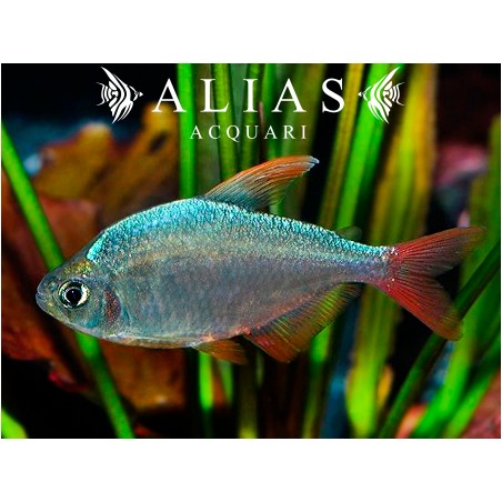 Hyphessobrycon Ecuadoriensis