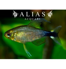 Hyphessobrycon Elachys