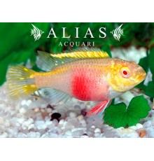 Pelvicachromis pulcher albin (red)