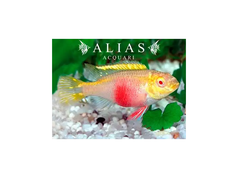 Pelvicachromis pulcher albin (red)