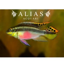 Pelvicachromis Pulcher