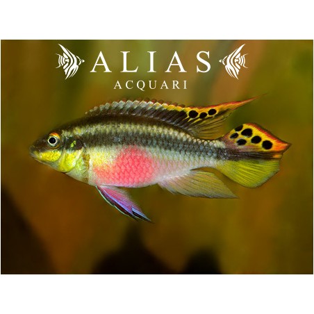 Pelvicachromis Pulcher