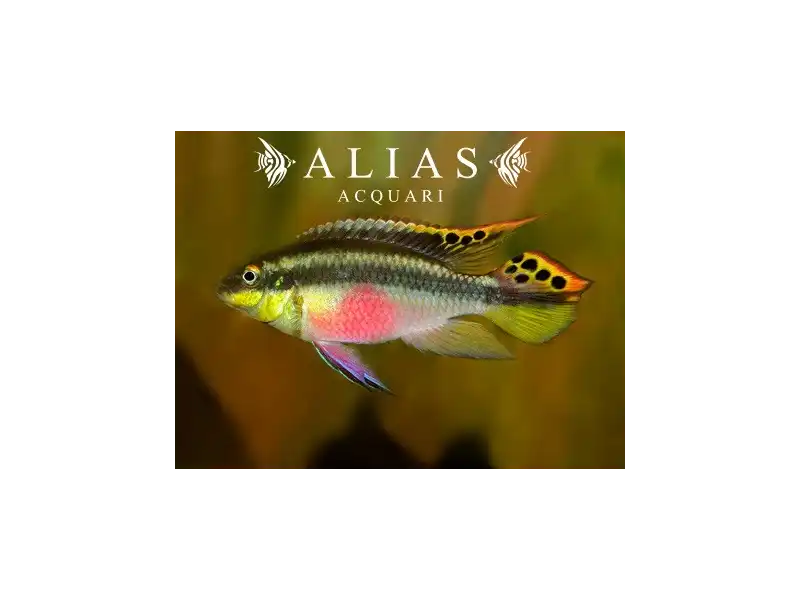 Pelvicachromis Pulcher