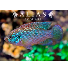 Hemichromis Lifalili blue