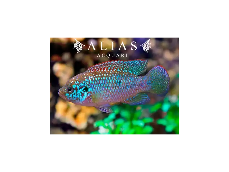 Hemichromis Lifalili blue