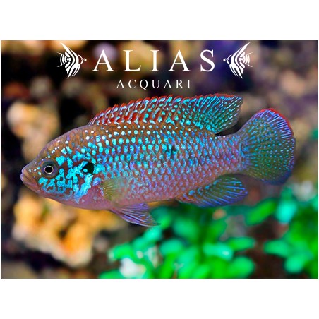 Hemichromis Lifalili blue