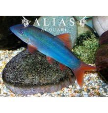 Botia modesta