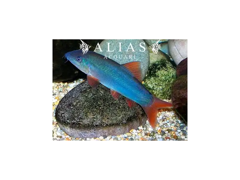 Botia modesta