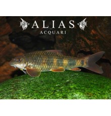Garra spilota