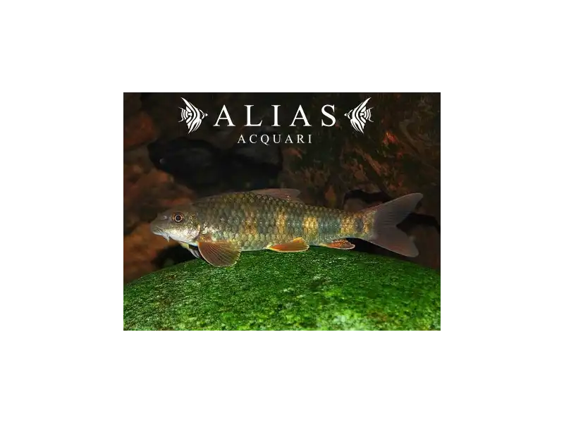 Garra spilota