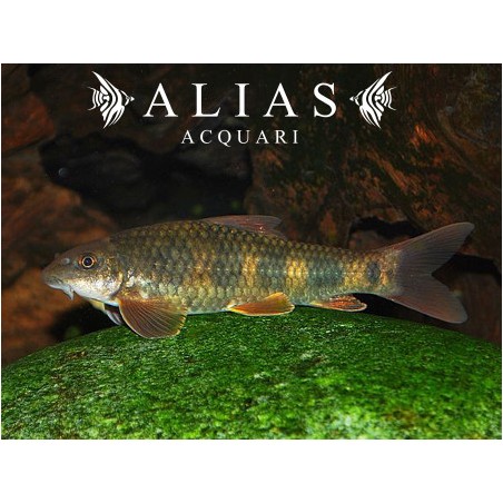 Garra spilota