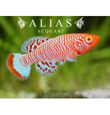 Nothobranchius rachovii albino