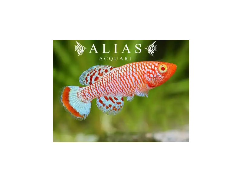 Nothobranchius rachovii albino