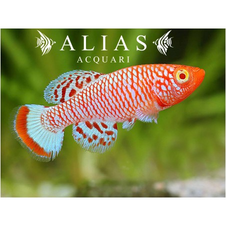 Nothobranchius rachovii albino